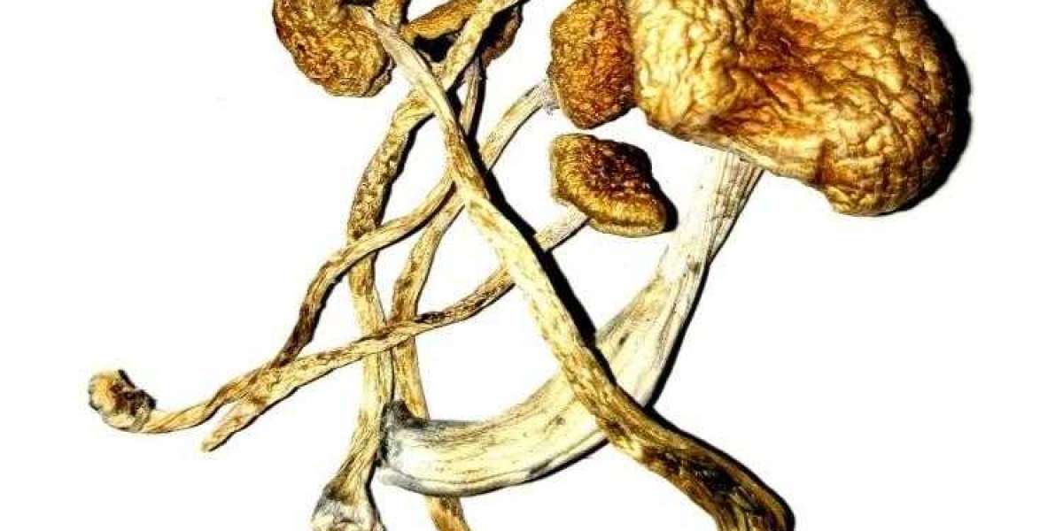 Effects Of Dried Magic Mushrooms